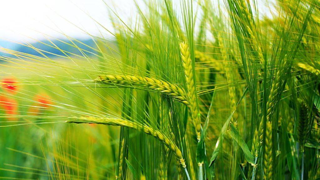 Cultivation of Wheat