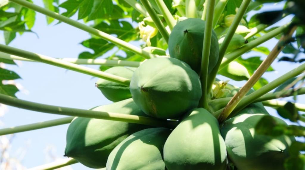 Papaya on the tree