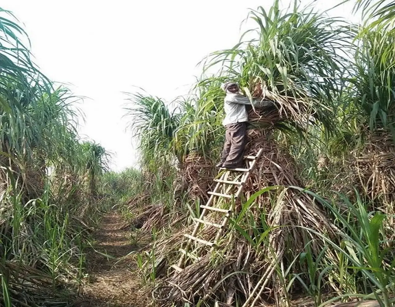 Over 20 feet Tall Sugarcane