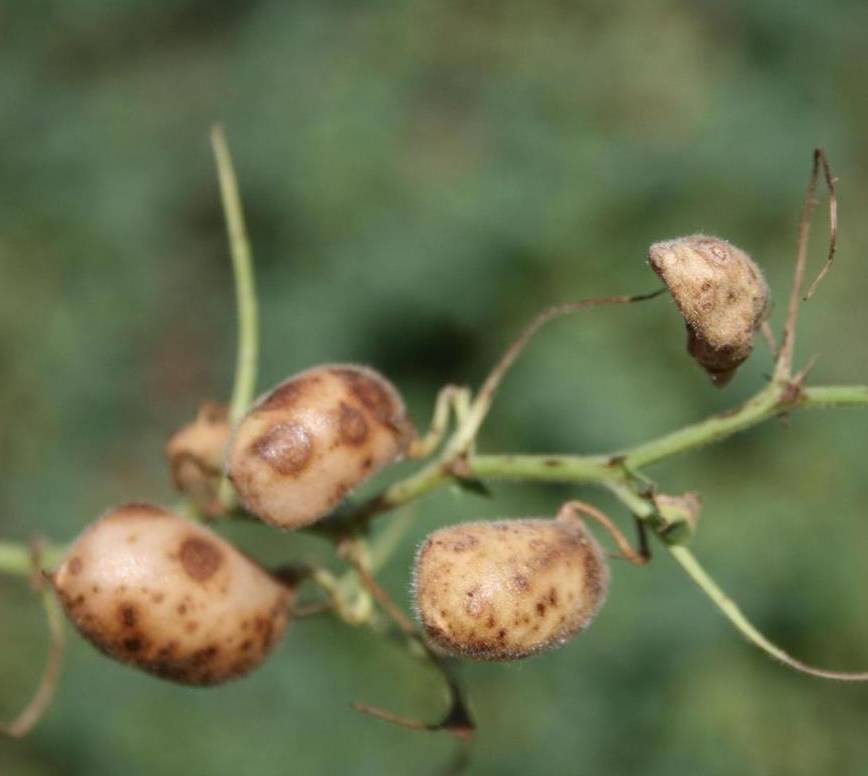 Infected Chickpeas