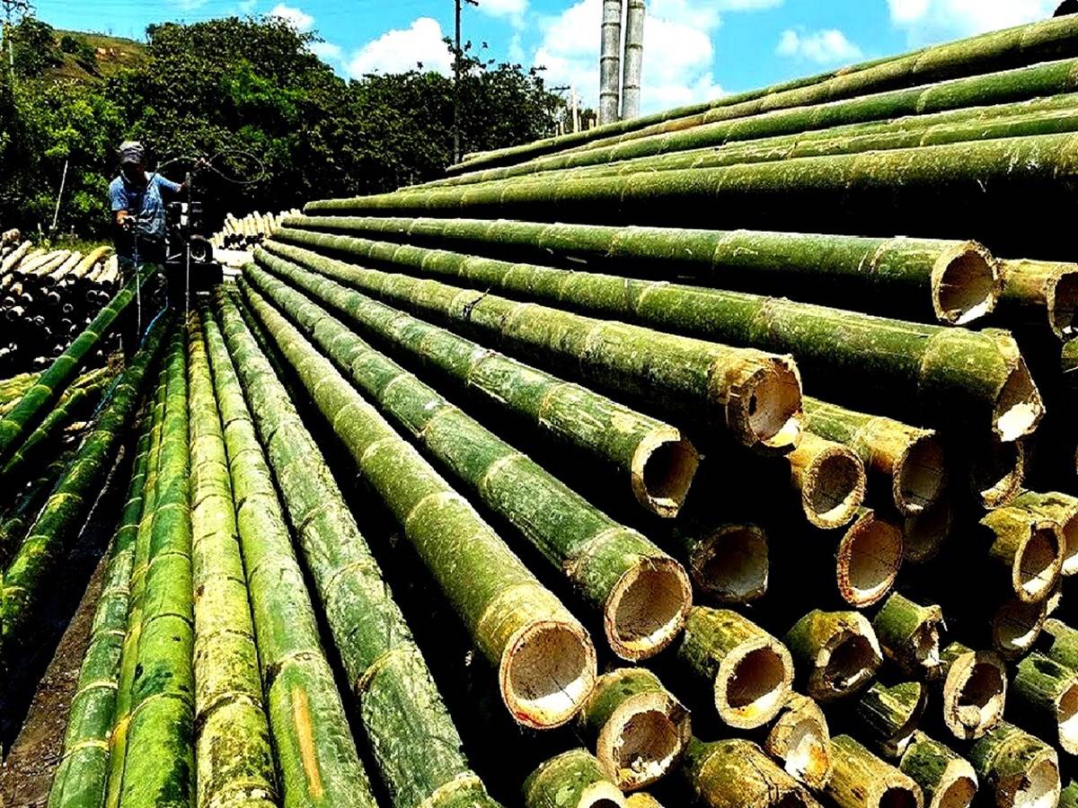 Andhra Pradesh has changed the anchoring department from the forest department to the horticulture department, allowing citizens to legally cultivate bamboo