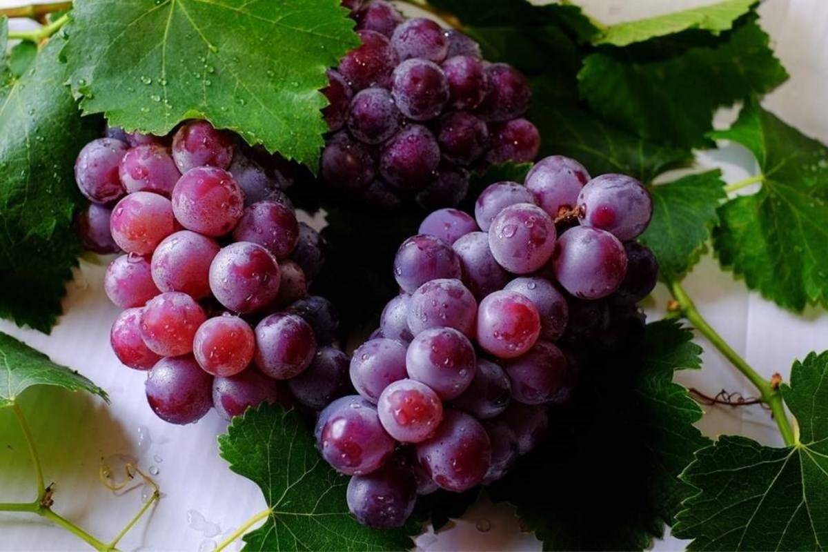 World's Most Expensive Grapes