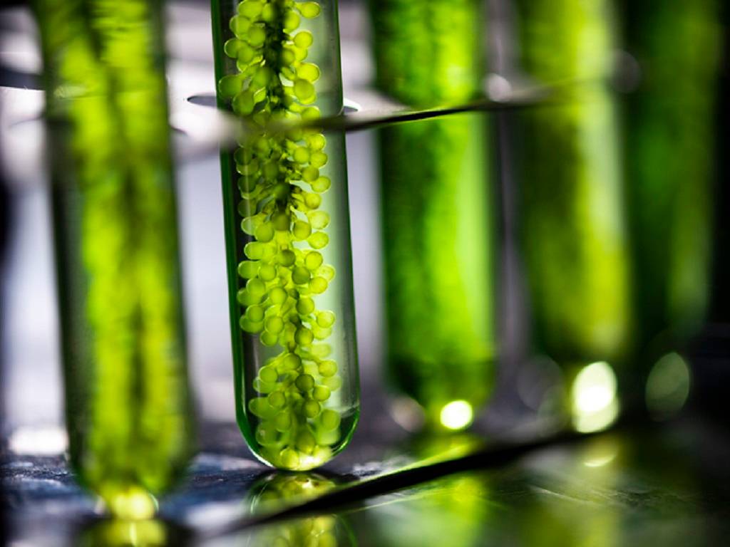 Microalgae