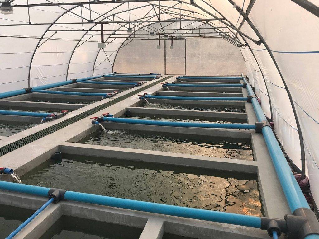 4 Fish Farming Equipments You Need to Scale Your Business