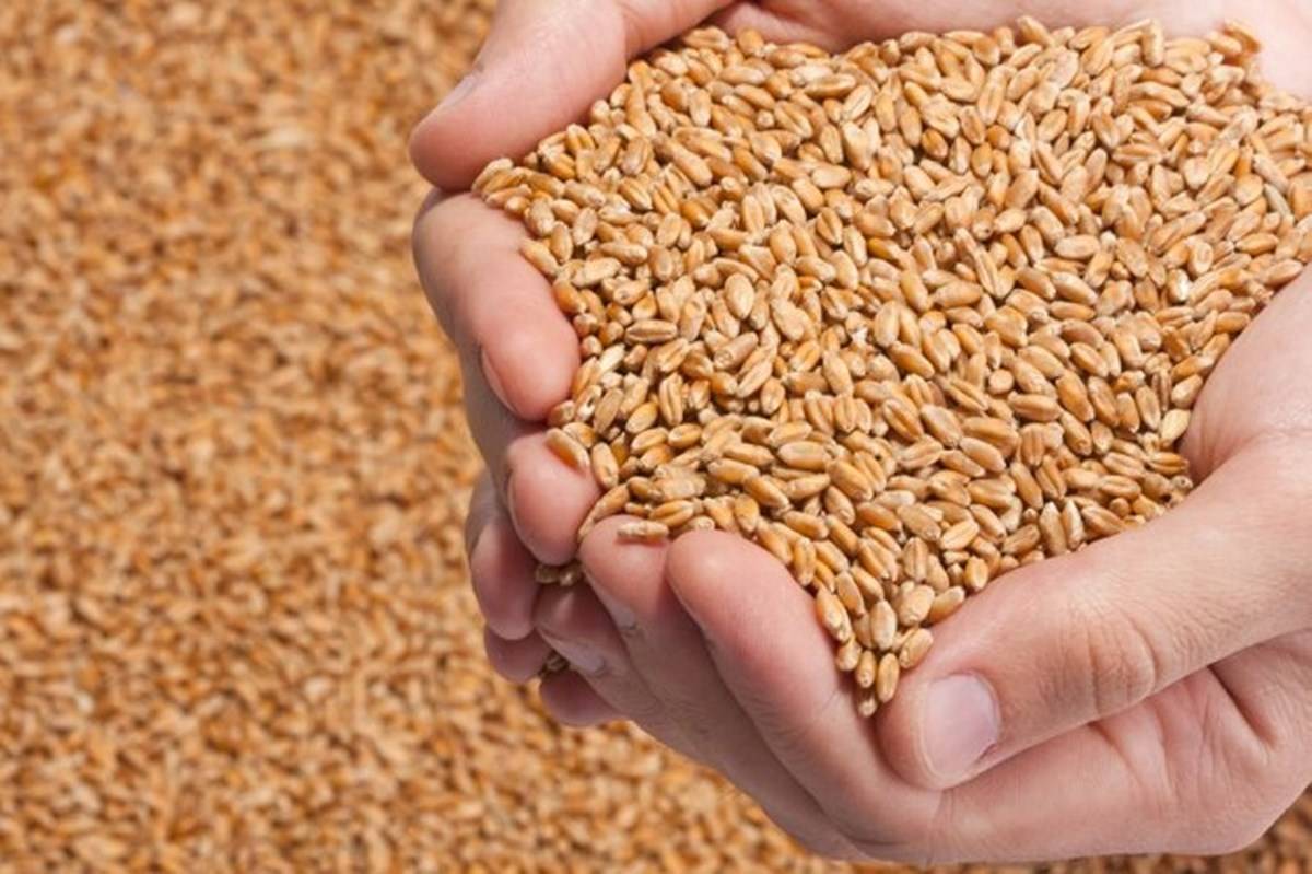 50% Subsidy on Certified Wheat Seeds
