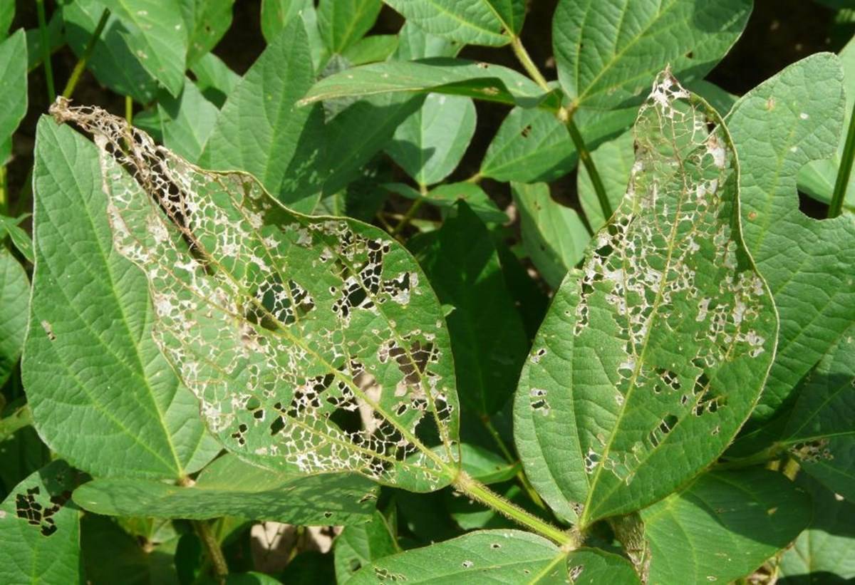 Plant leaves affected by disease