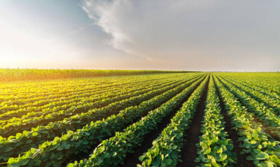 Soybean Field