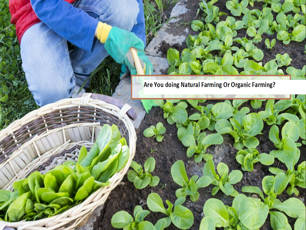 Difference between Organic and Natural Farming