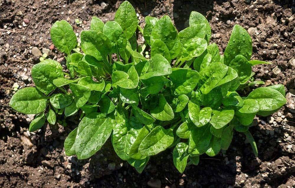 Spinach Plant