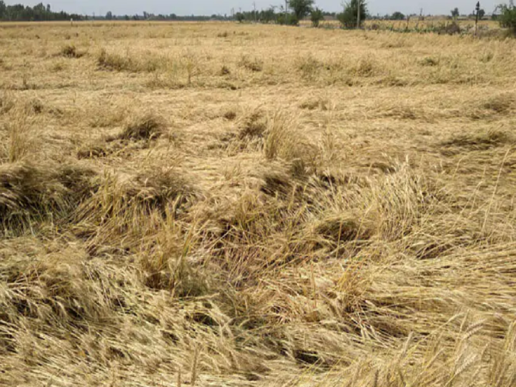 Crop damaged due to rainfall