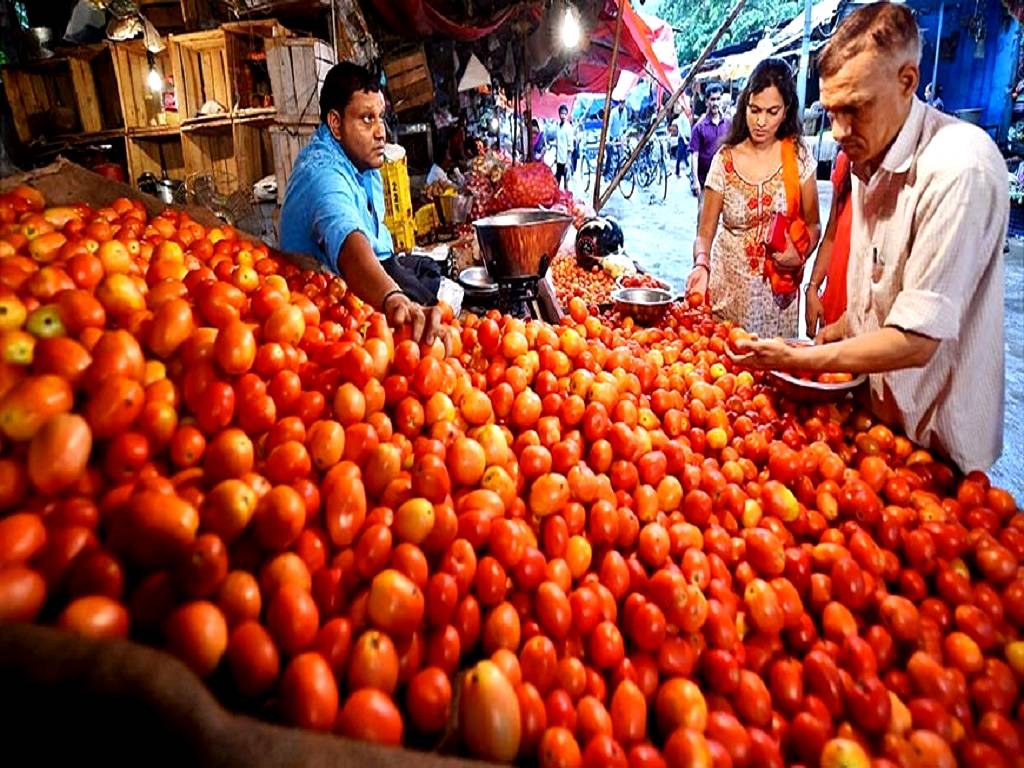 Since the price of tomatoes is so cheap, some farmers have left them in the fields without harvesting them.