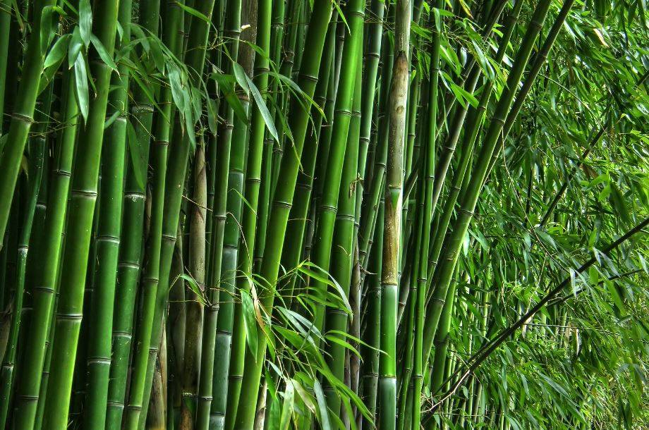 Bamboo Plants