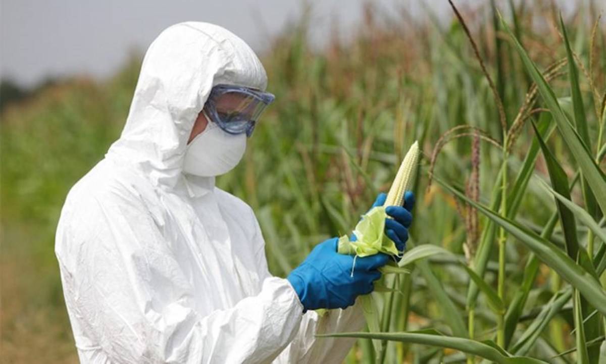 A Scientist observing the crop