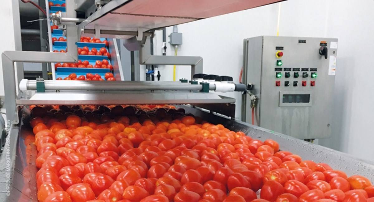 Processing Tomatoes in the Factory