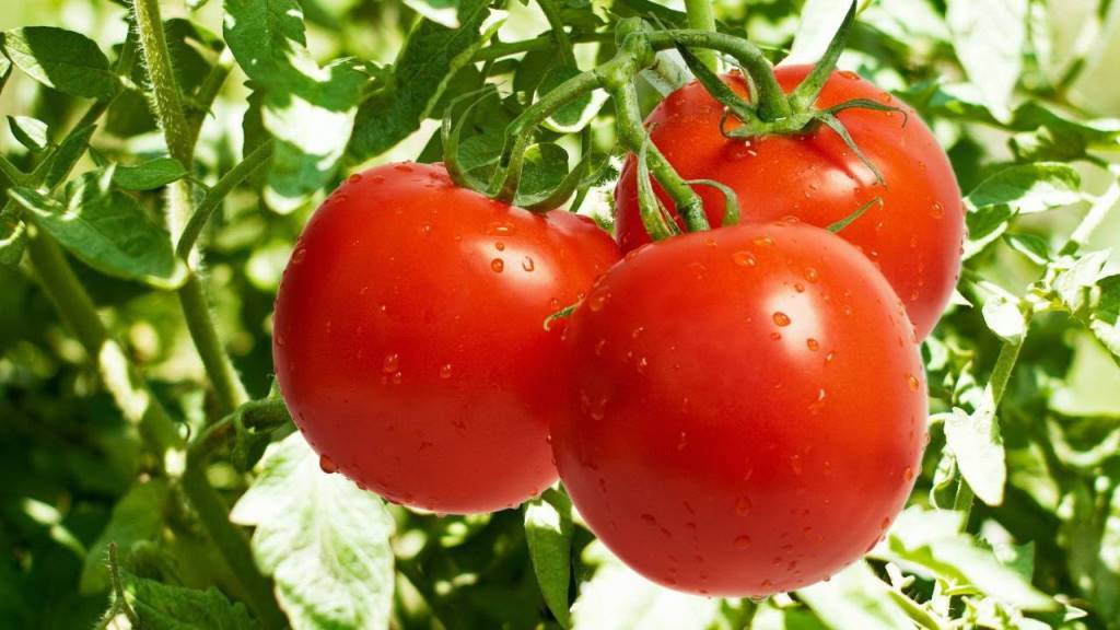 Fresh Red Tomatoes