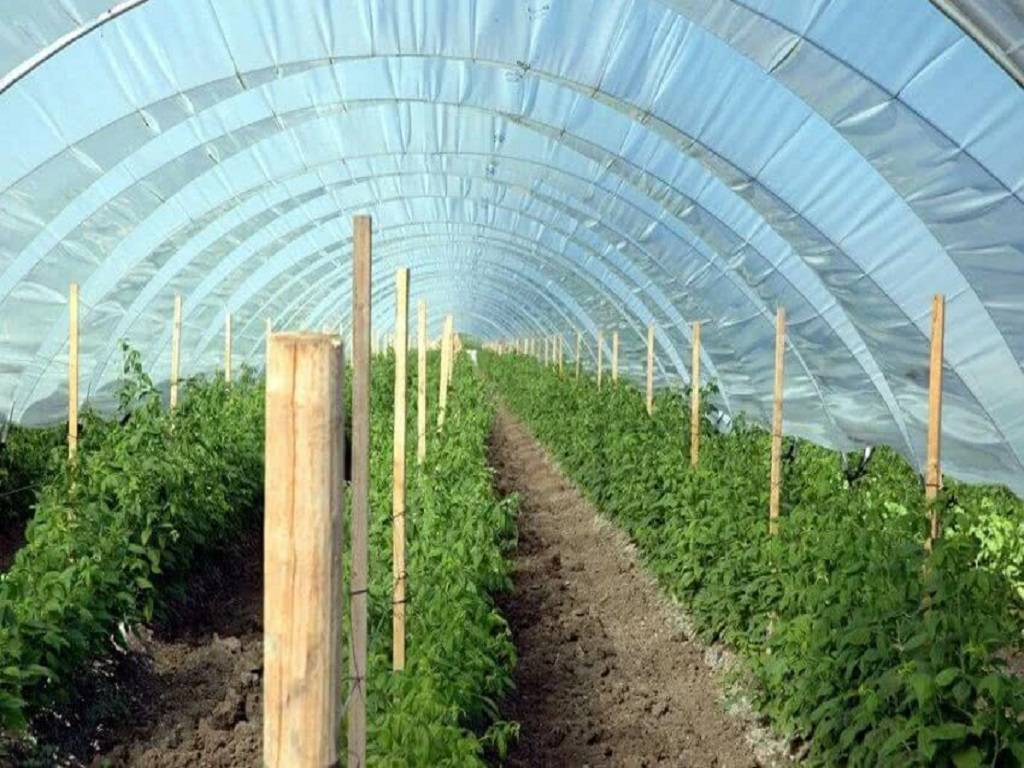 Polyhouse Farming: A profitable Venture