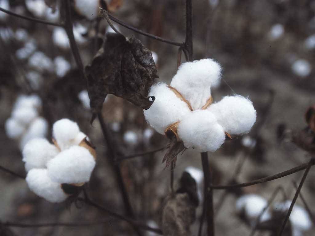 Cotton Cultivation