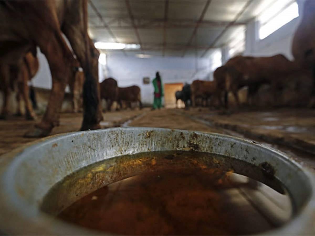 The state, which currently acquires cow dung through the Godhan Nyay Scheme, is likely to begin purchasing cow urine