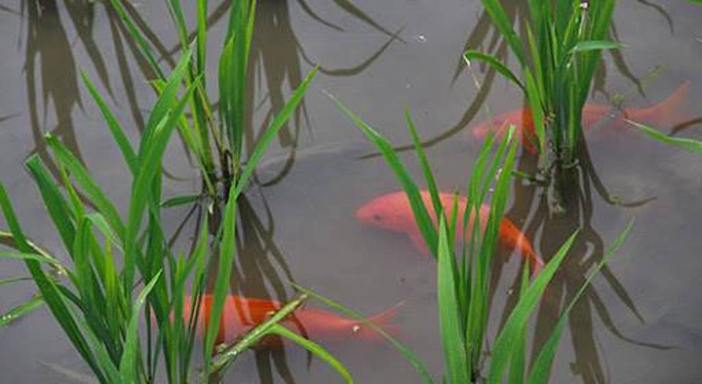 Plants of rice and fishes