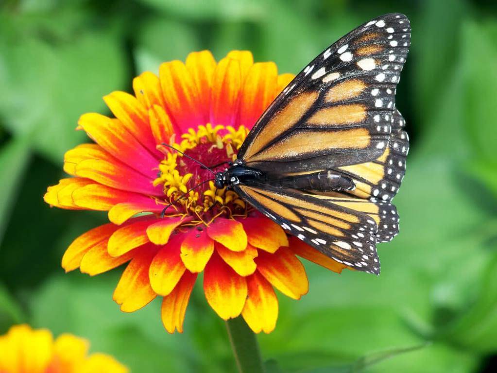 Butterfly on the flower