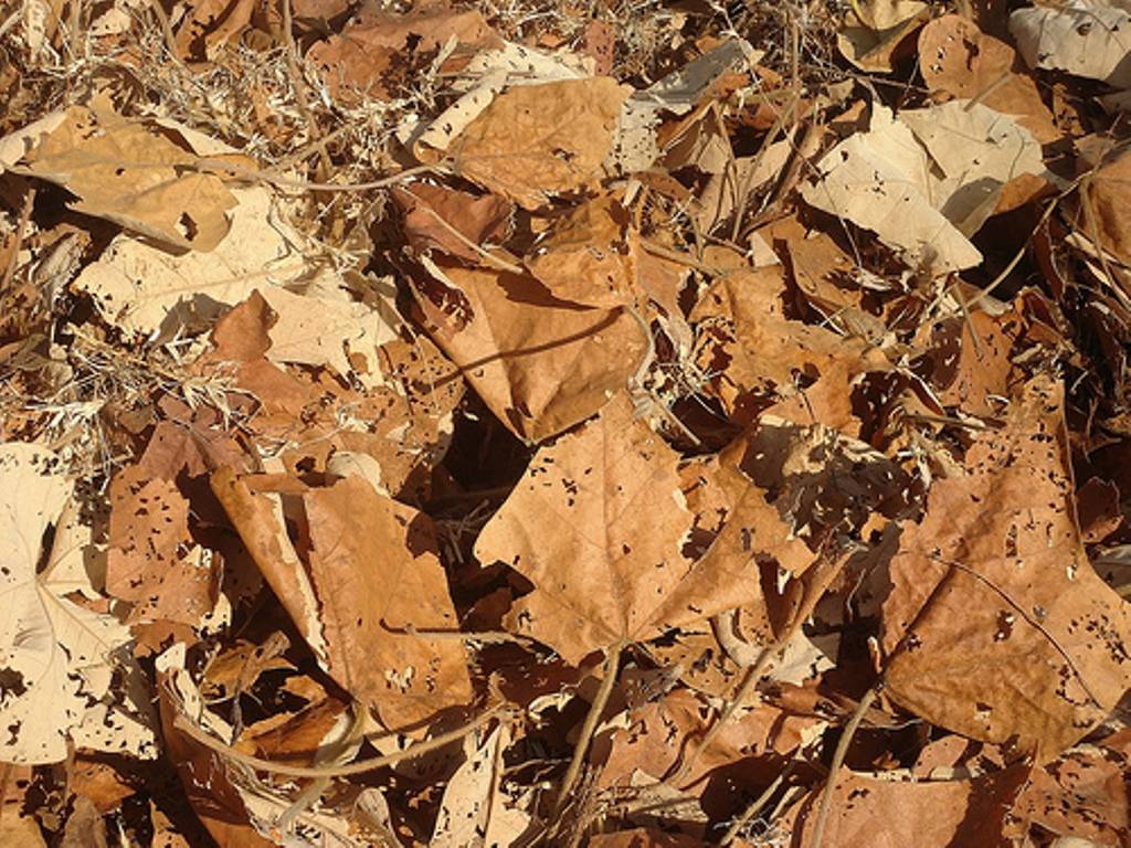 Dry Leaves for Organic Compost