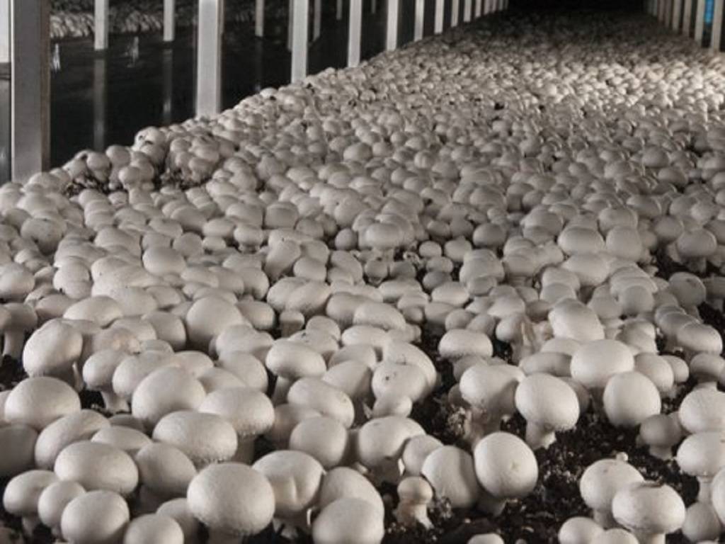 Mushroom Cultivation