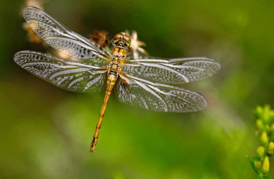 Picture of a dragonfly