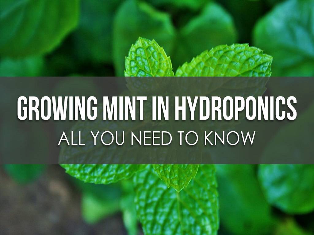 hydroponic mint farmi