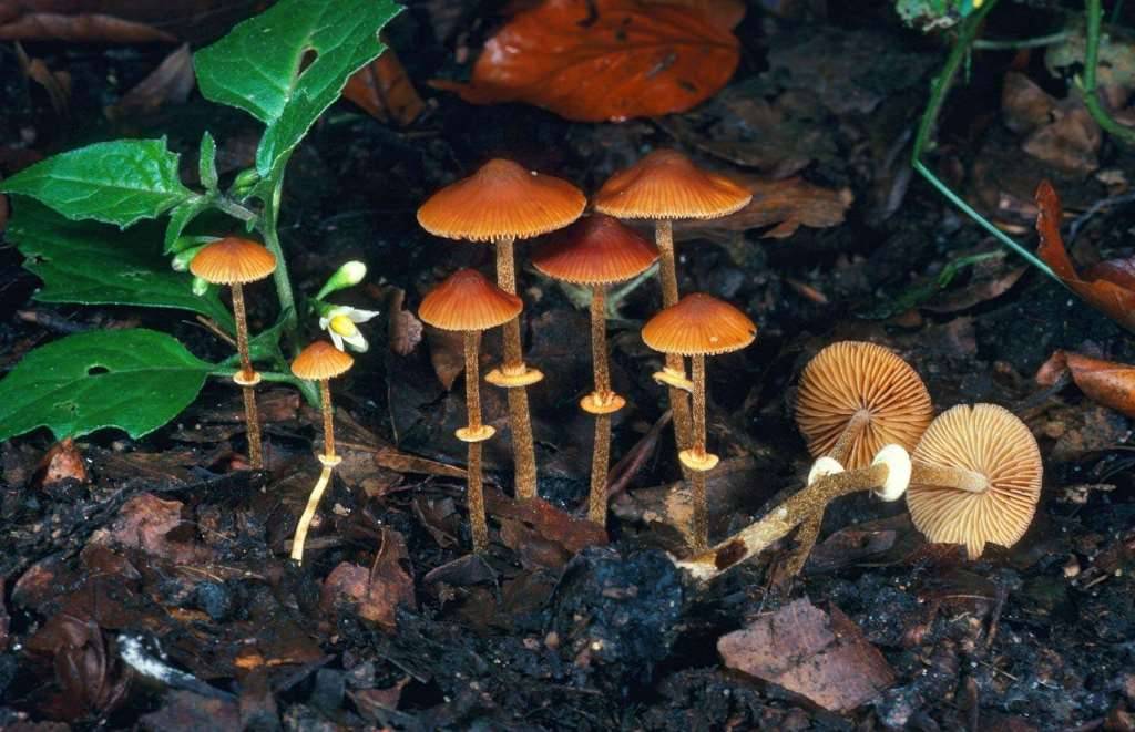 Poisonous Wild Mushrooms