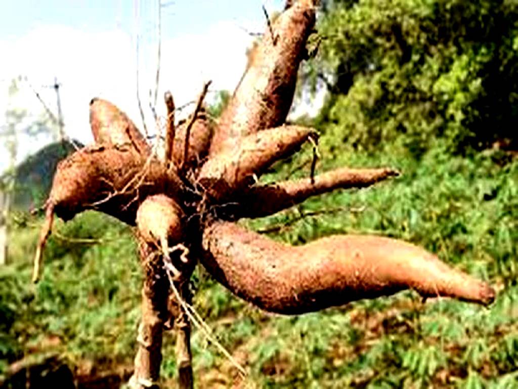 Tamil Nadu would get seed materials for the drought-resistant Sree Athulya variety of cassava