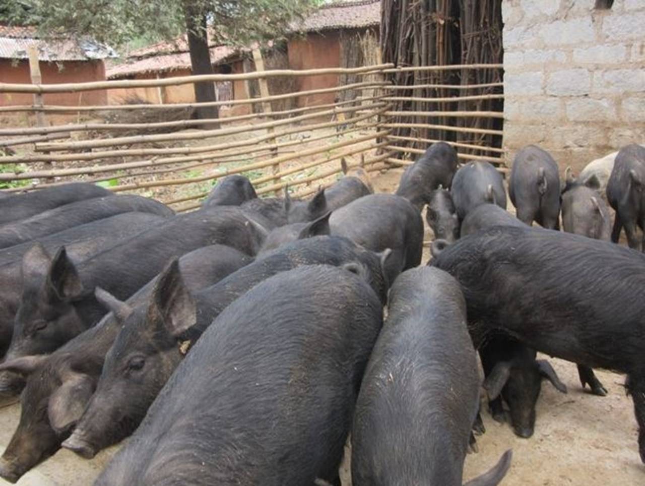 pig-farming-farmers-in-nagaland-earning-lakhs-every-year-with-the-help