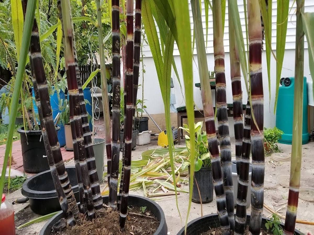 Growing Sugarcane in Pots