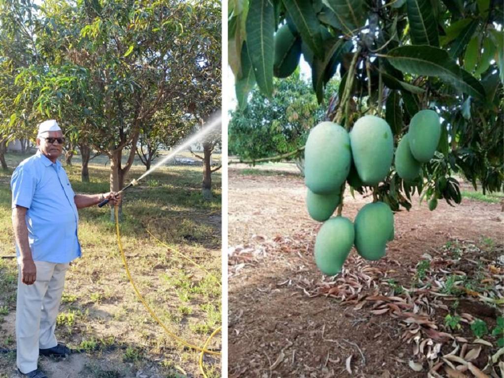 Mangoes Grown Organically By Veljibhai