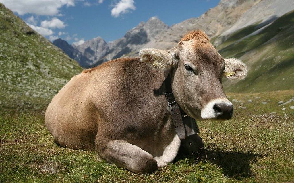 A cow sitting in the open field