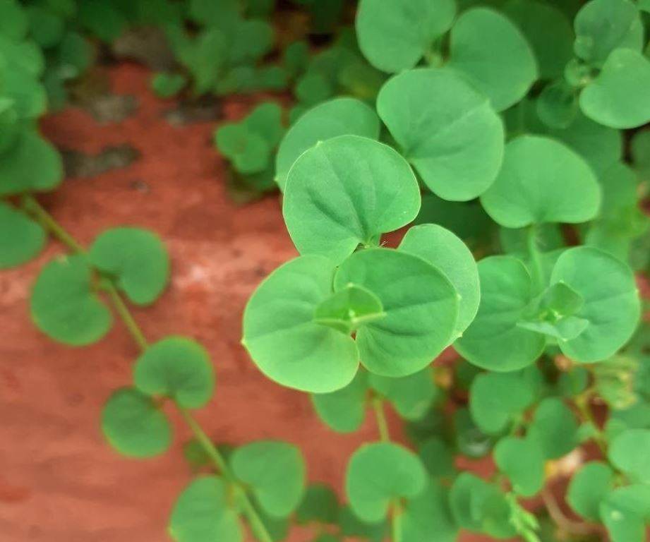 Drymaria Cordata - West Indian Chickweed