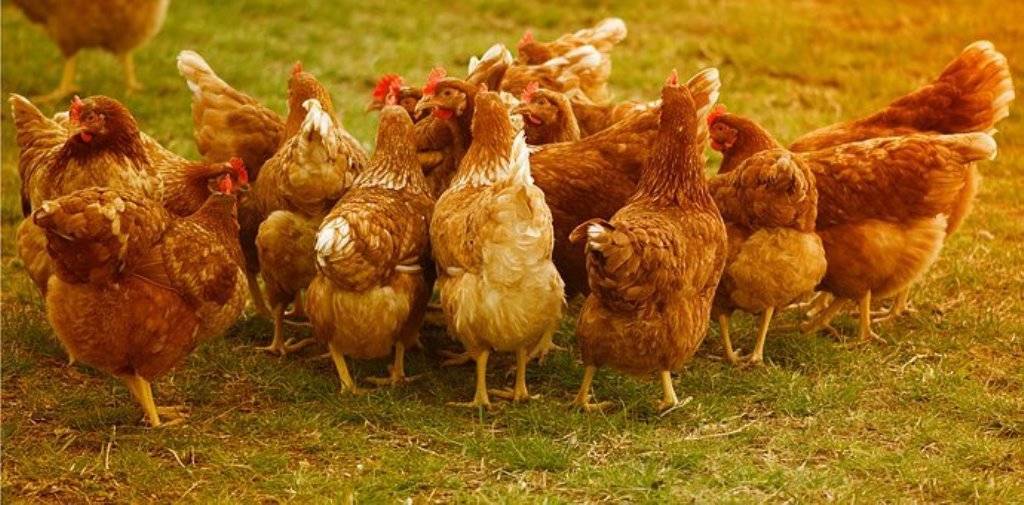 Poultry Like Hens Are Extremely Prone To Bird Flu