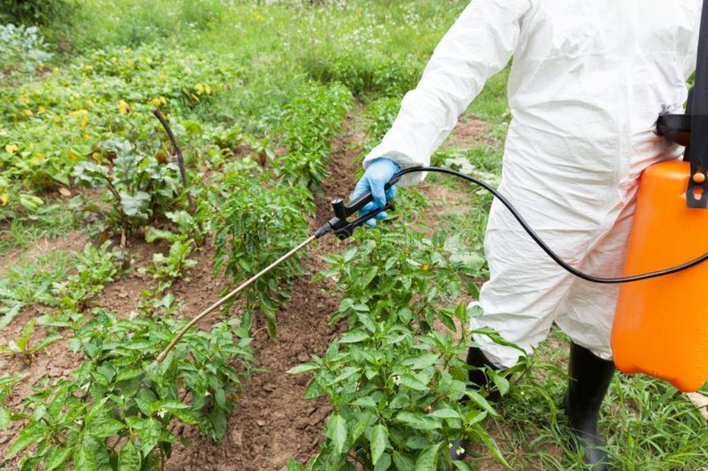 A man using Pesticide on the plant