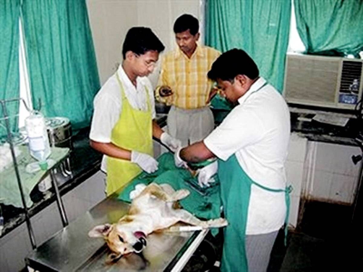 Pets, small ruminants, and other animals are brought to the polyclinic for the treatment of different diseases and maladies