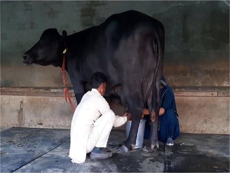 Farmers Are Ready to Pay Lakhs For This Buffalo, Know What’s Special ...