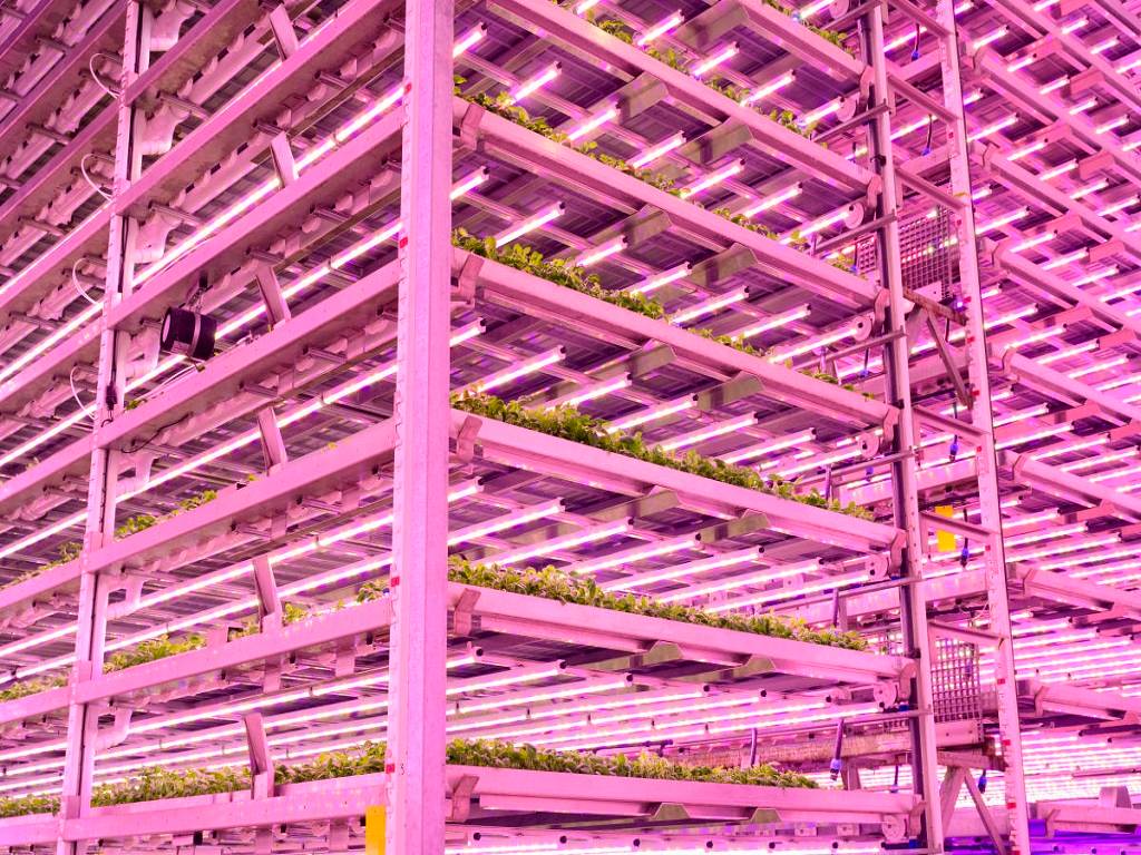 Kalera Vertical Farm