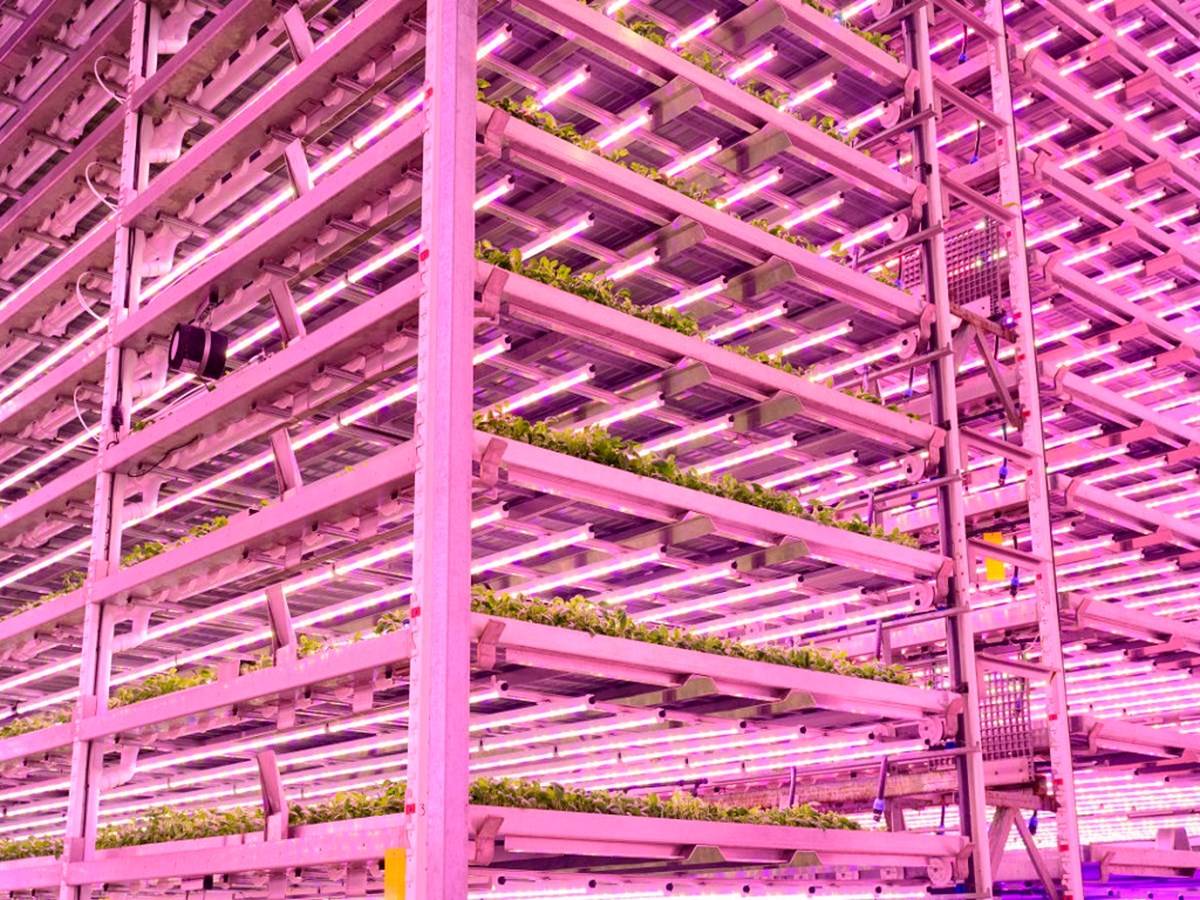 Kalera Vertical Farming