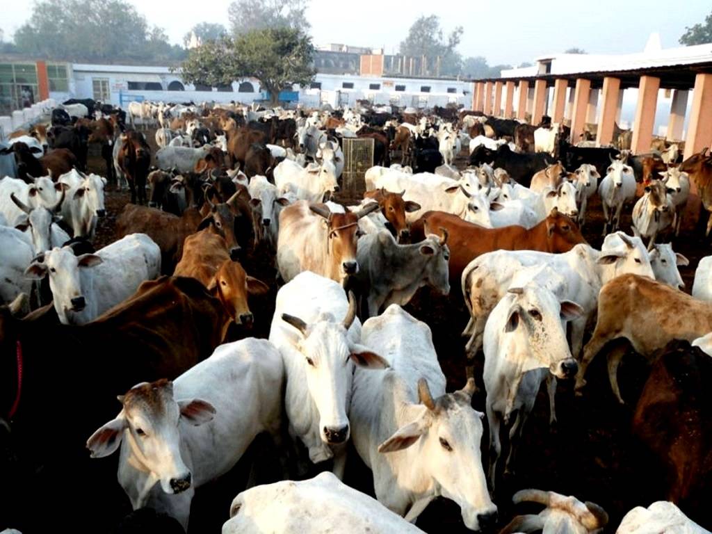 The state has about 1,625 cowsheds, whereas the government's target is 3,000
