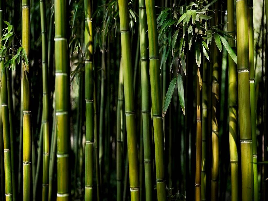 Dissemination of Innovations in Bamboo Sector for Improving the Rural Economy