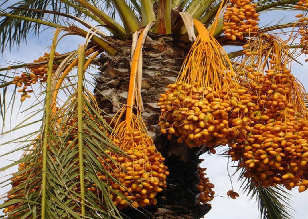 Date Palms