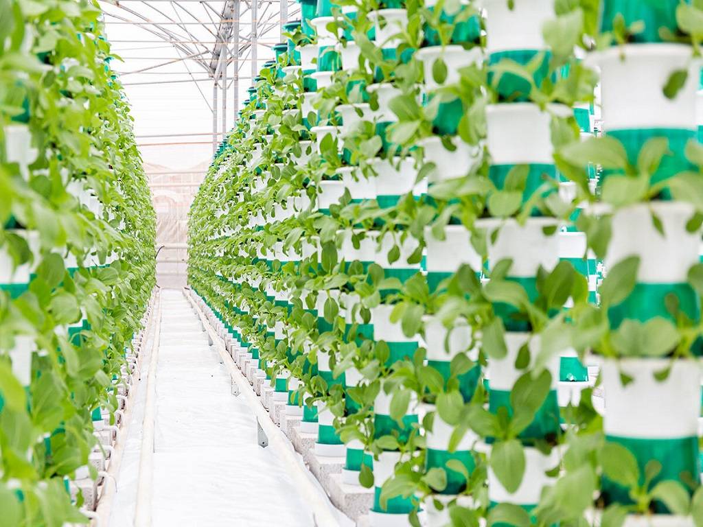 Shockingly Fresh: A Vertical Farming Company