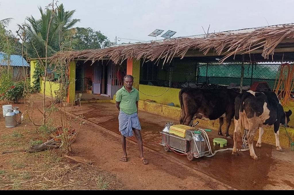 Picture Showing Farmer Using The Solar-Powered Milking Machine