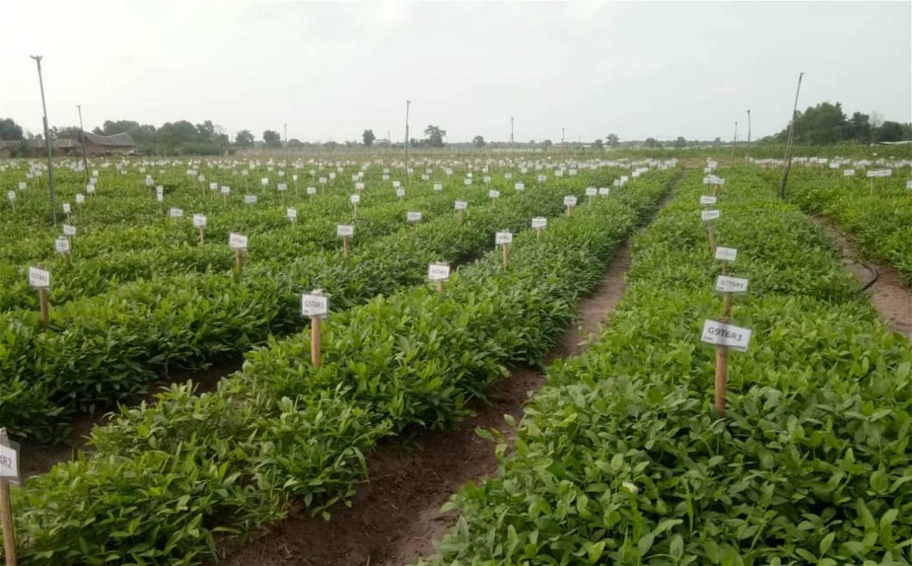 Picture of variety of plants in a nursery