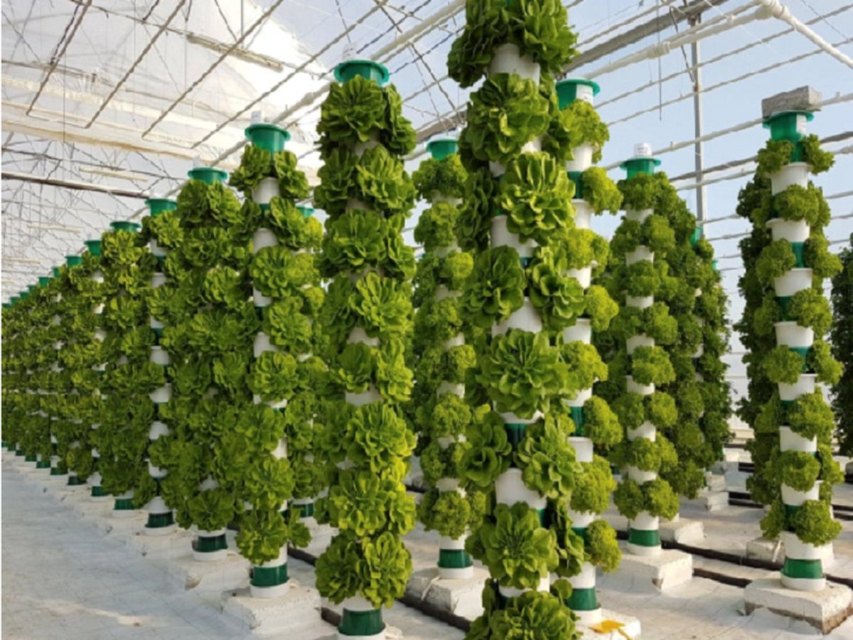 Vertical Farms with lush Green Vegetables