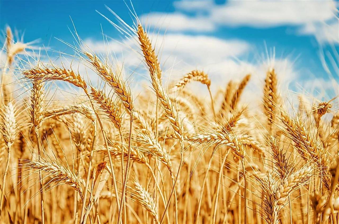 Picture of Indian Wheat