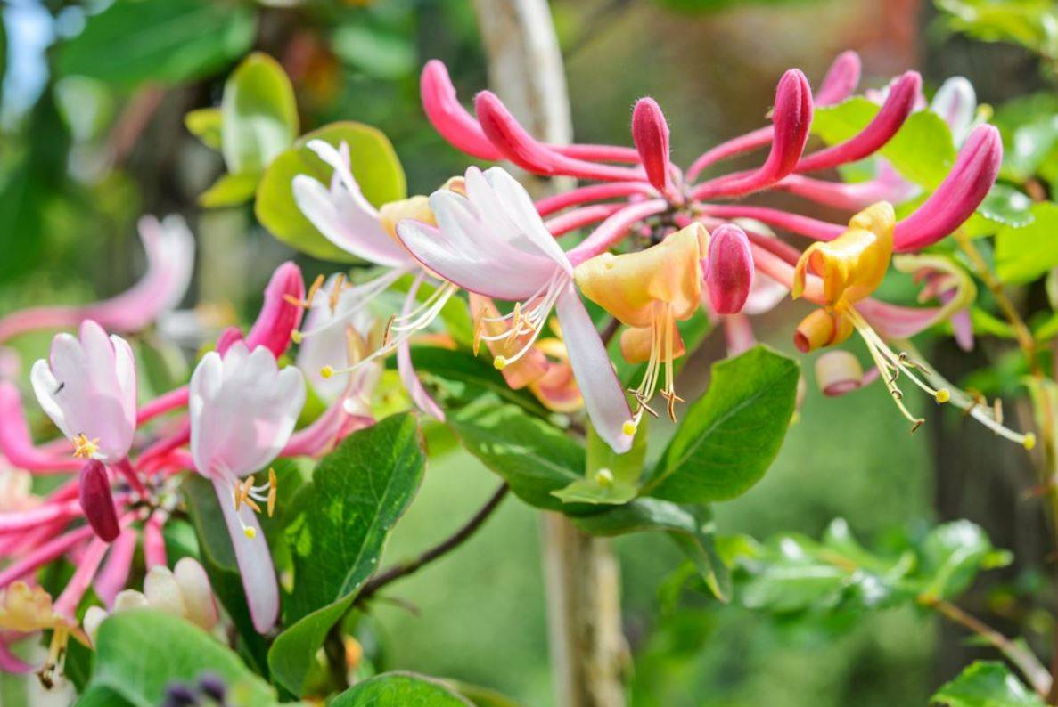 Beautiful Picture of Honeysuckle